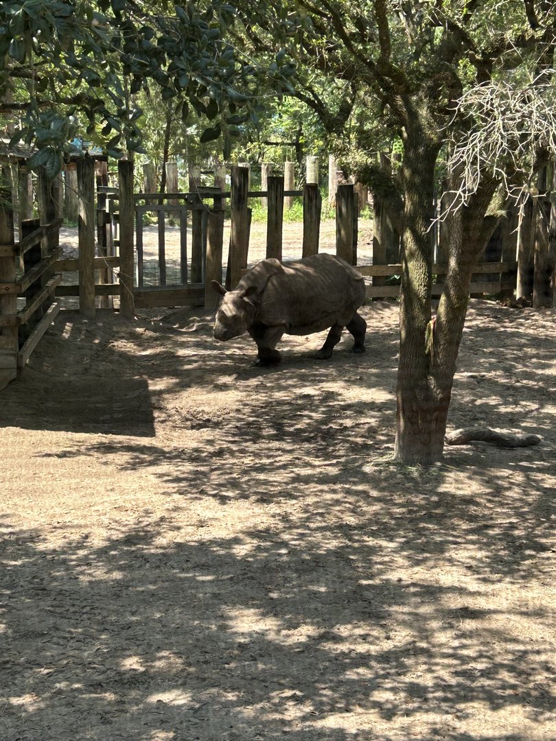 Jun. 2023- Indian rhinoceros