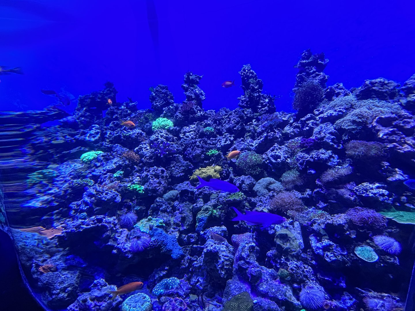 Jun. 2023- Jewel of the Sea reef tank