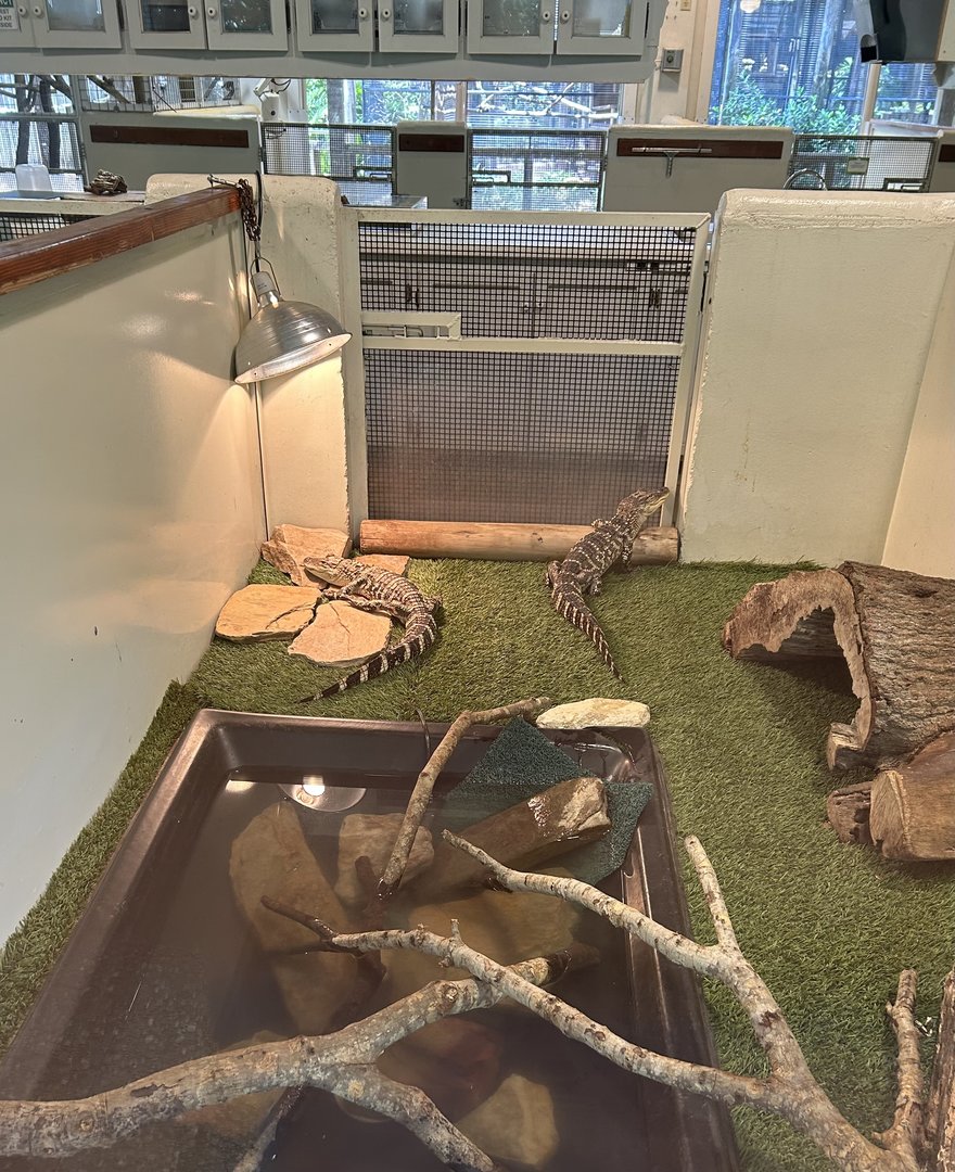 Jun. 2023- Juvenile American alligators