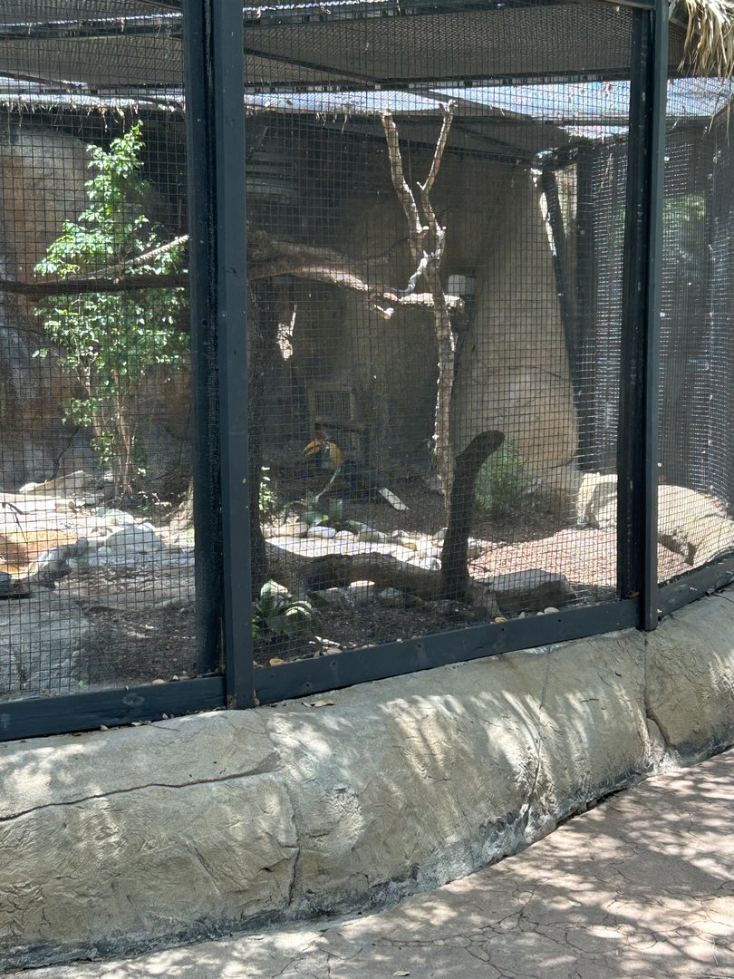 Jun. 2023- Knobbed hornbill