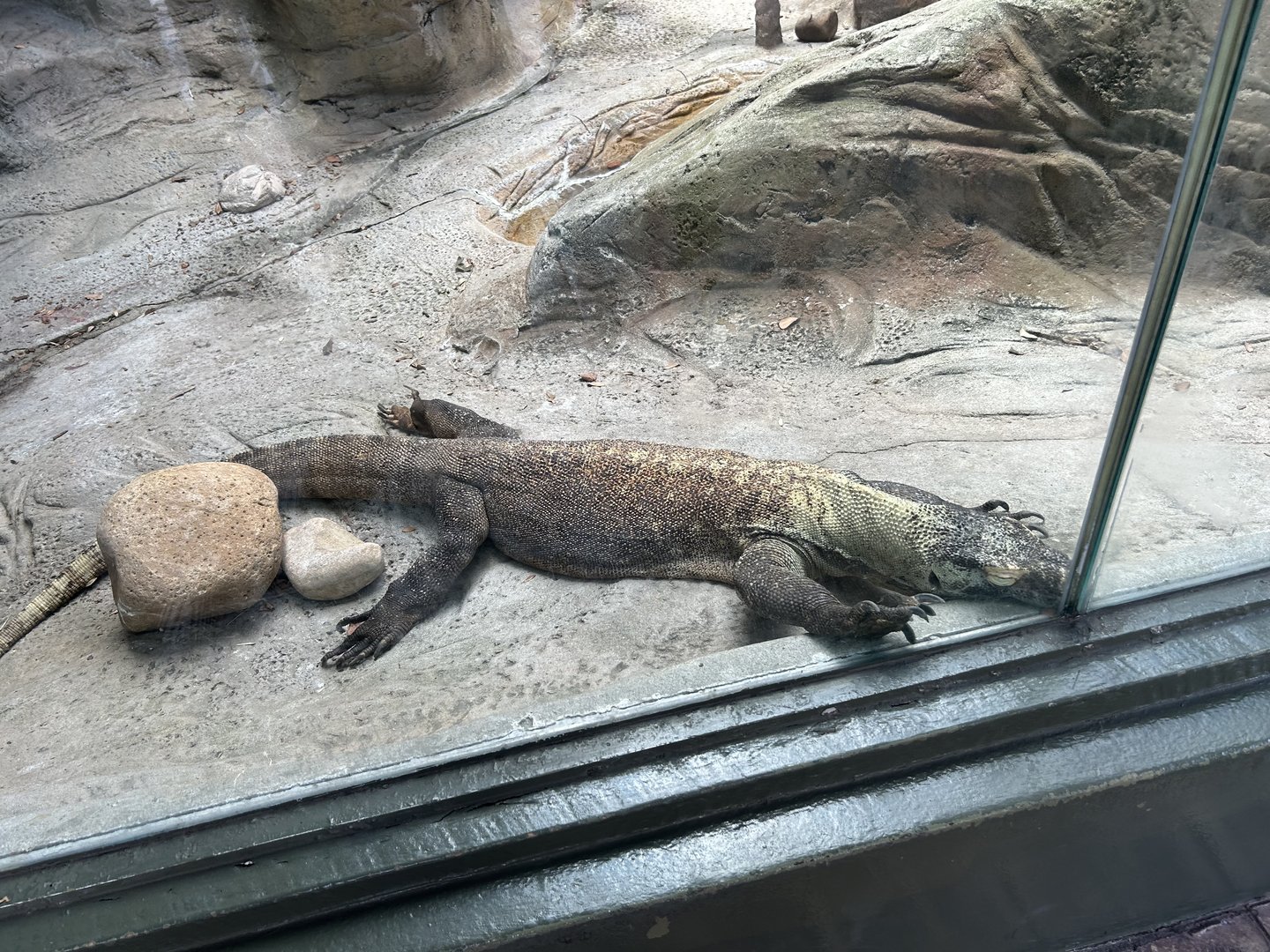 Jun. 2023- Komodo dragon