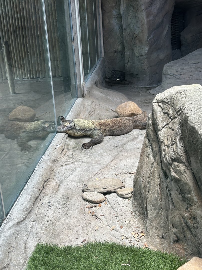 Jun. 2023- Komodo dragon