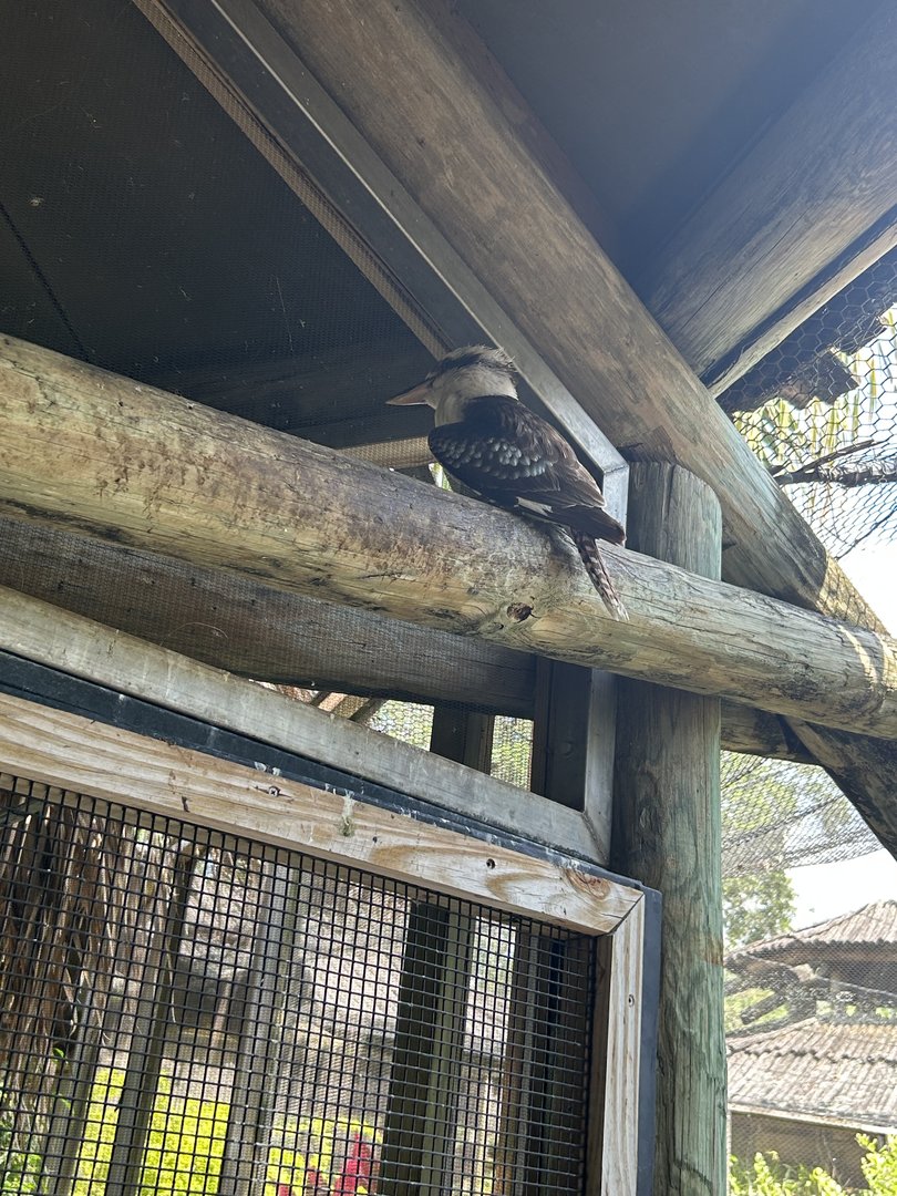 Jun. 2023- Laughing kookaburra