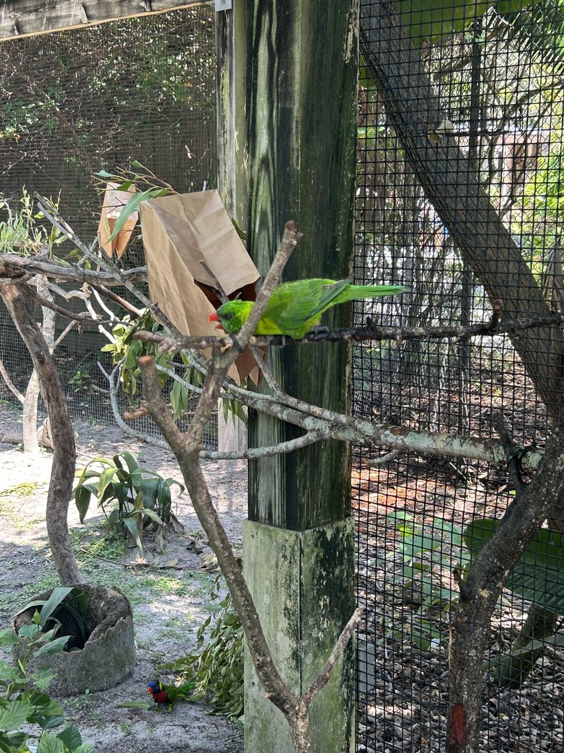 Jun. 2023- Leaf lorikeet