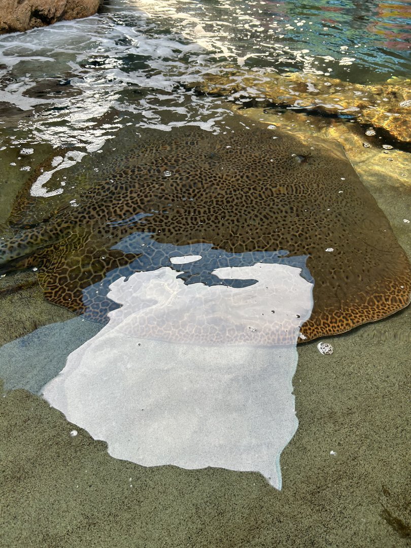 Jun. 2023- Leopard stingray