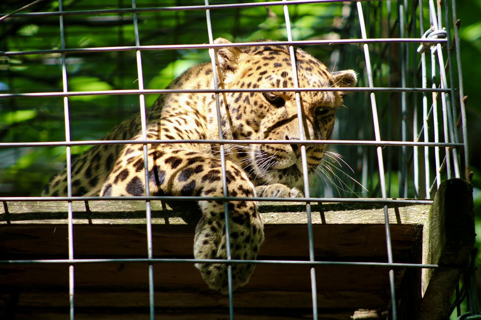 Jun. 2023 - Leopard