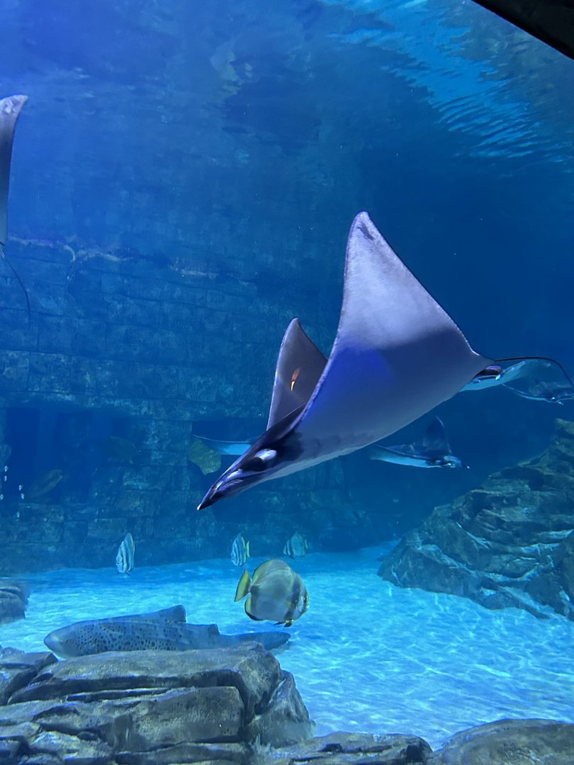 Jun. 2023- Lesser devil ray