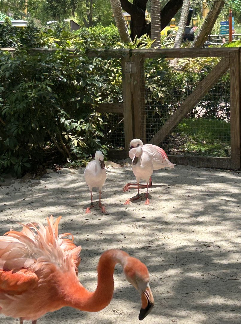 Jun. 2023- Lesser flamingos and American flamingo