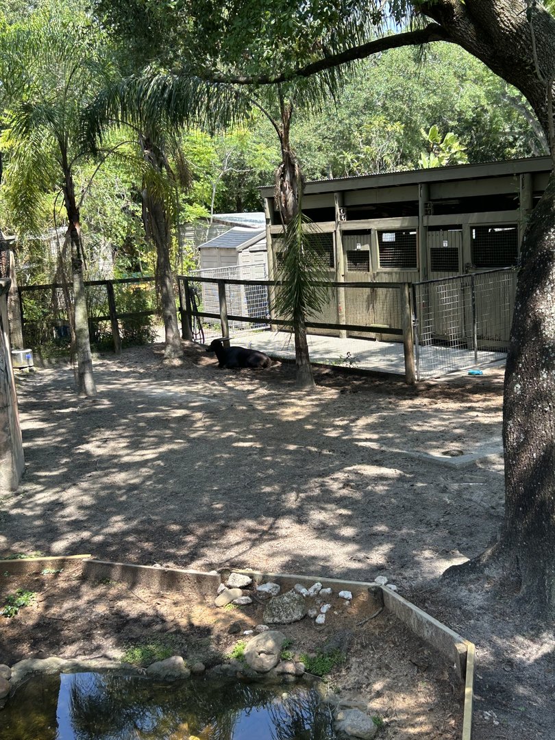 Jun. 2023- Lowland anoa