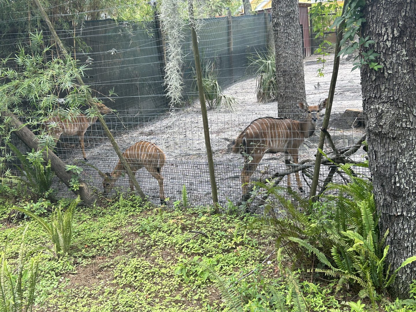 Jun. 2023- Lowland nyalas