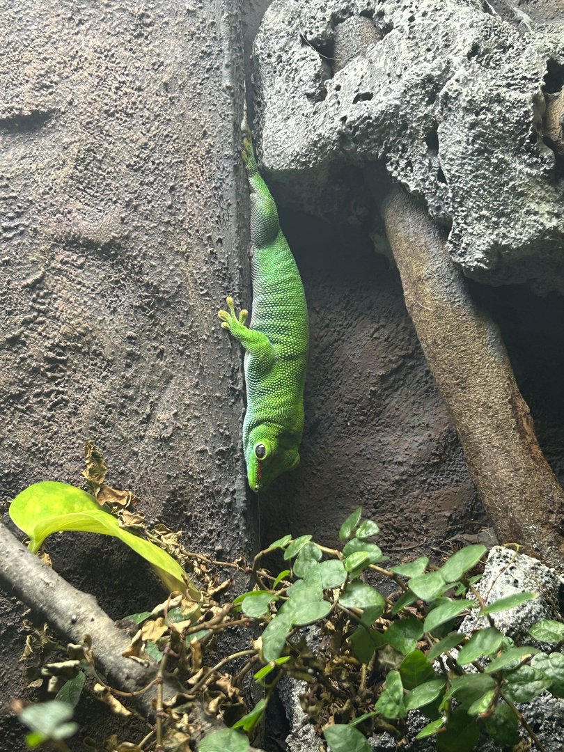 Jun. 2023- Madagascar giant day gecko