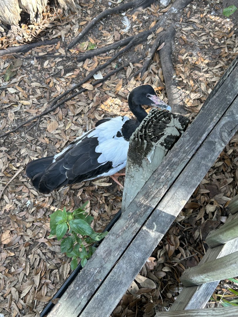 Jun. 2023- Magpie goose