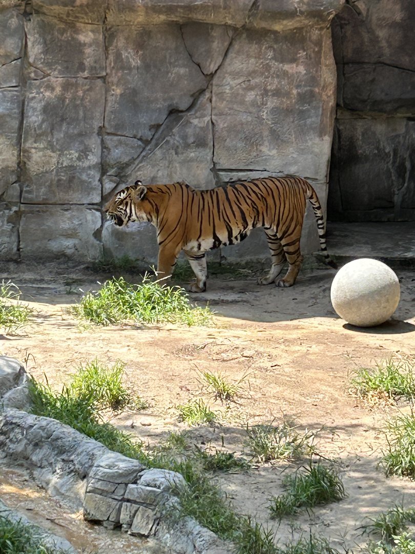 Jun. 2023- Malayan tiger