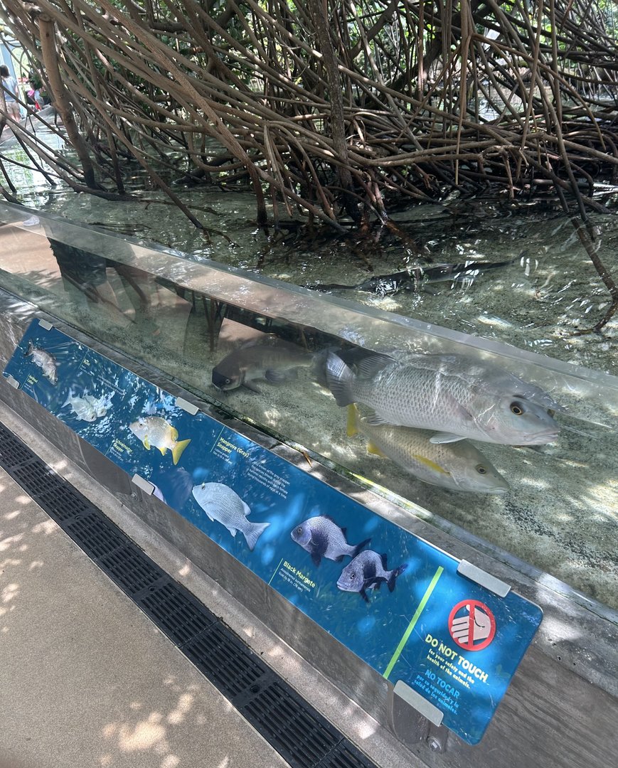Jun. 2023- Mangrove snappers and Hardhead catfish