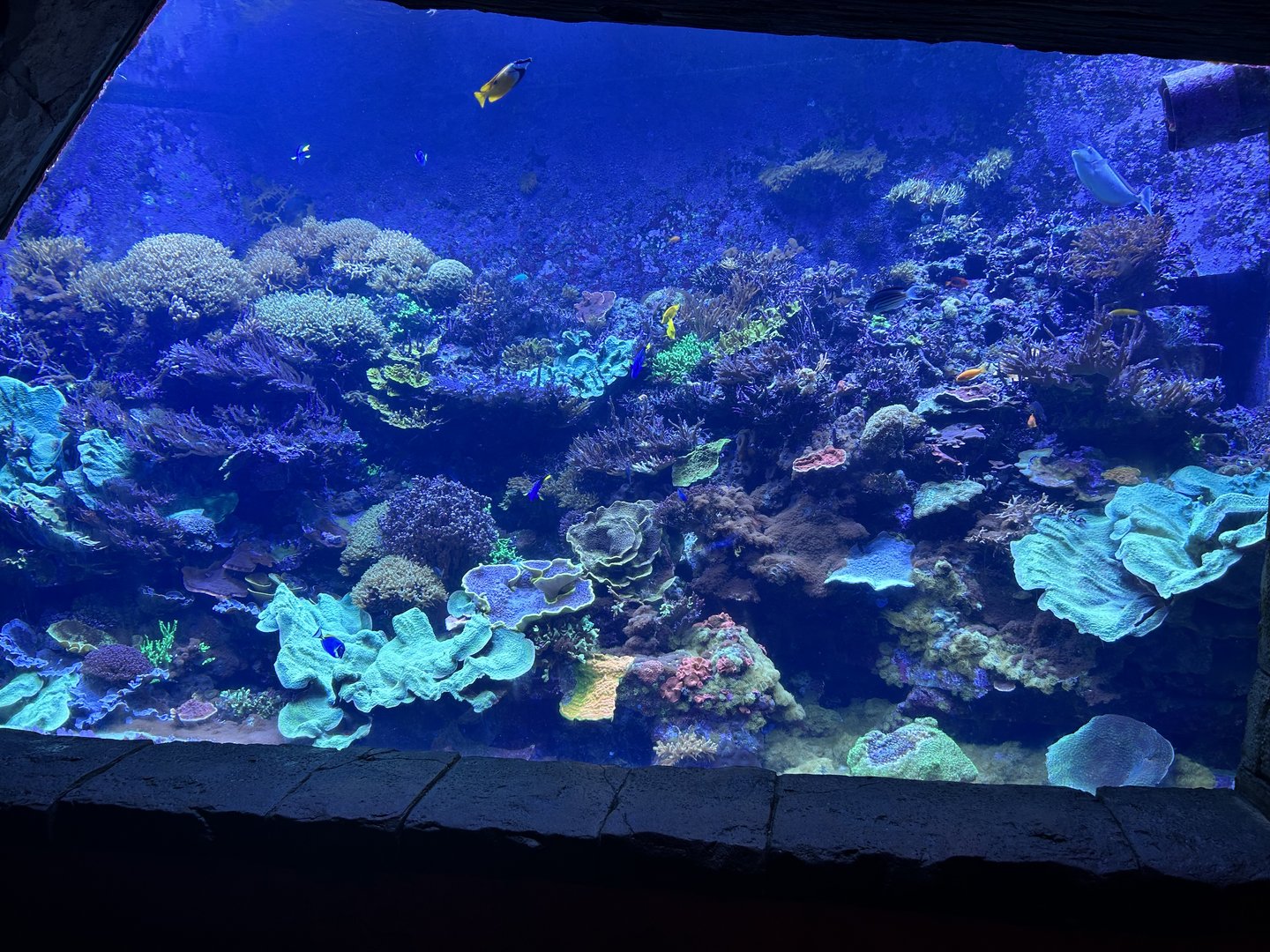 Jun. 2023- Manta reef tank