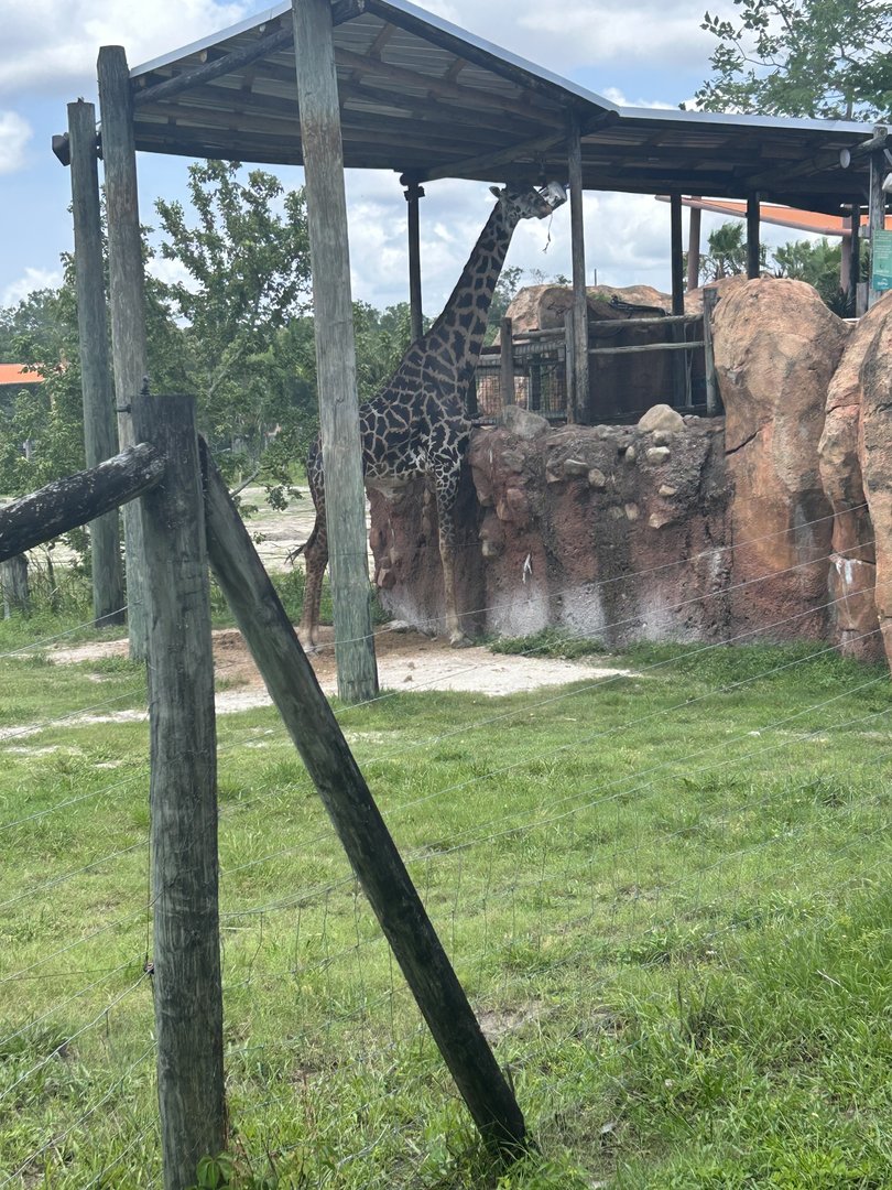 Jun. 2023- Masai giraffe