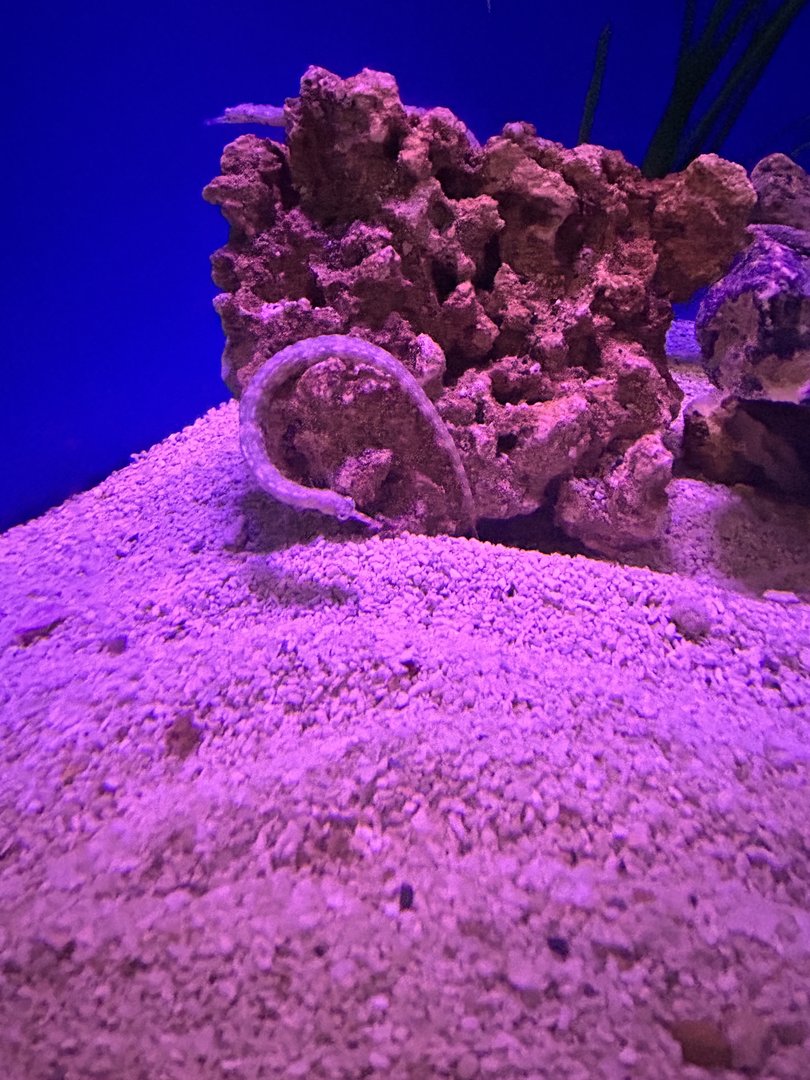 Jun. 2023- Messmate pipefish