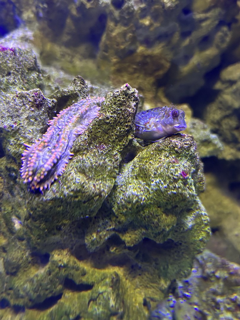 Jun. 2023- Molly miller and sea cucumber