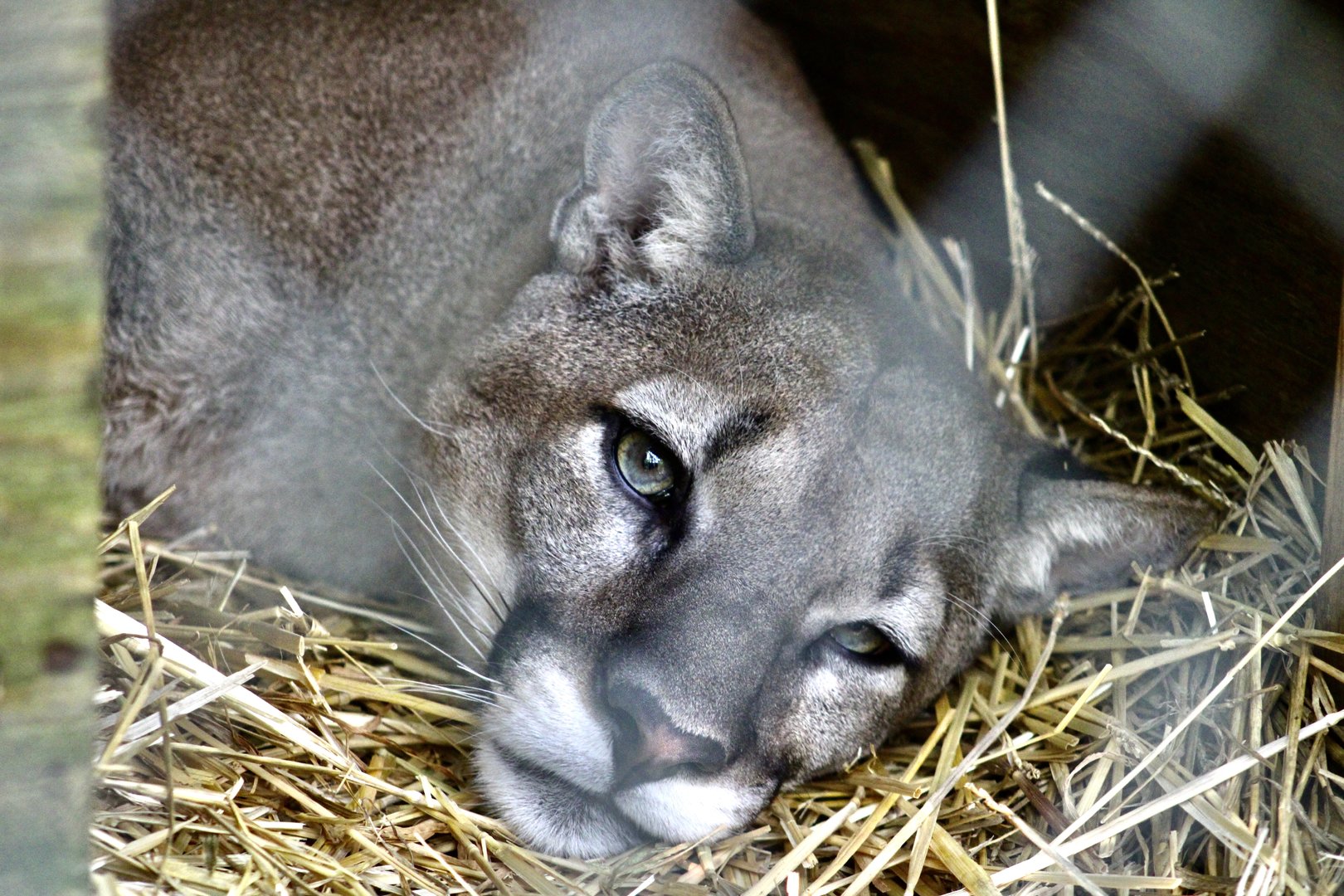 Jun. 2023 - Mountain Lion