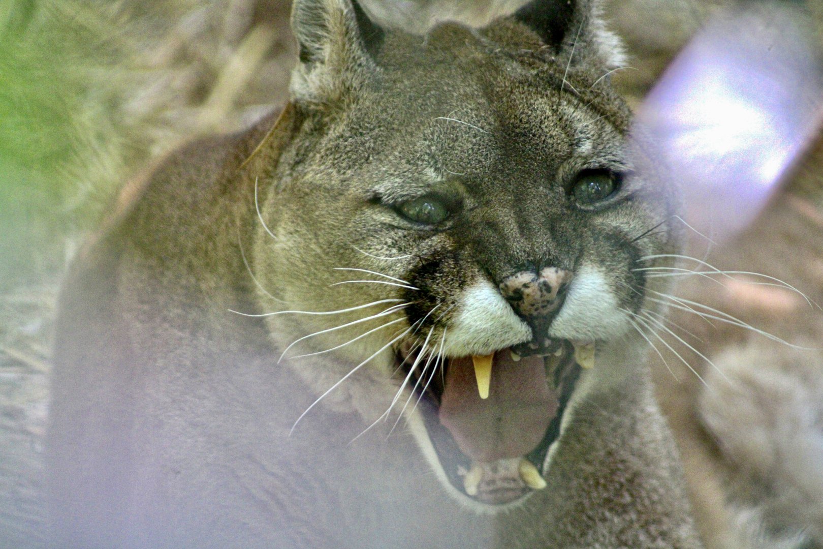 Jun. 2023 - Mountain Lion