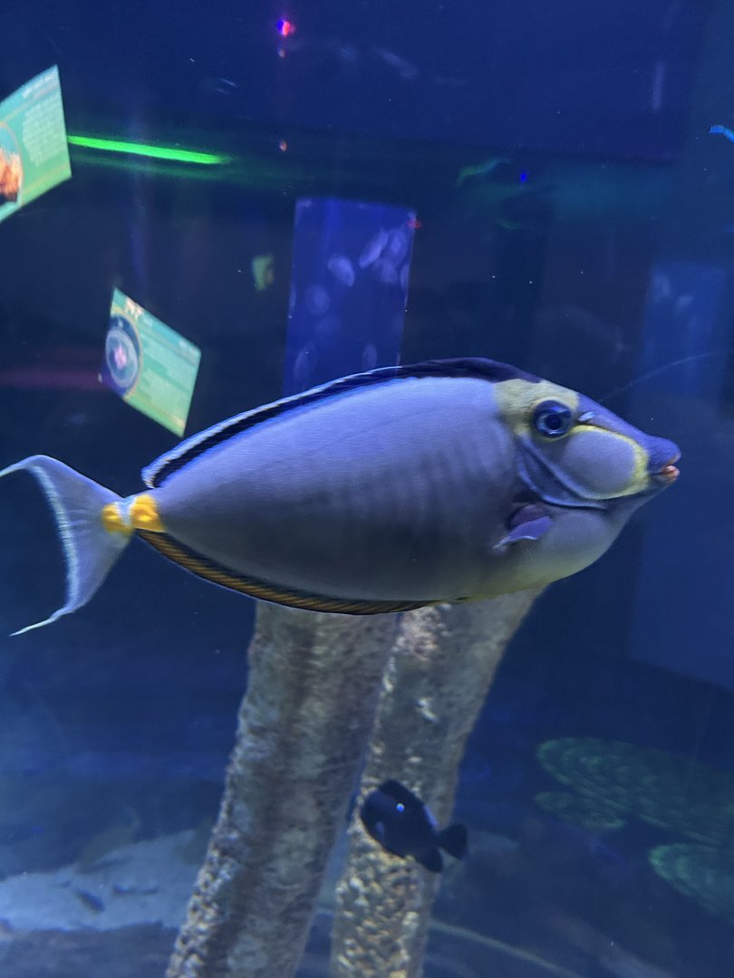 Jun. 2023- Naso tang