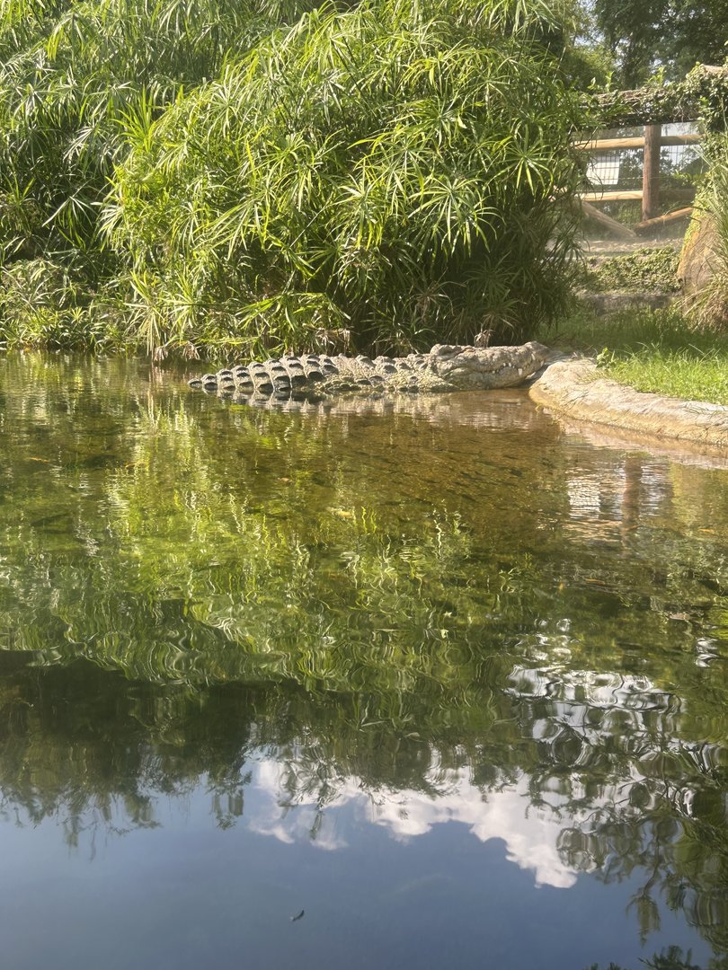 Jun. 2023- Nile crocodile
