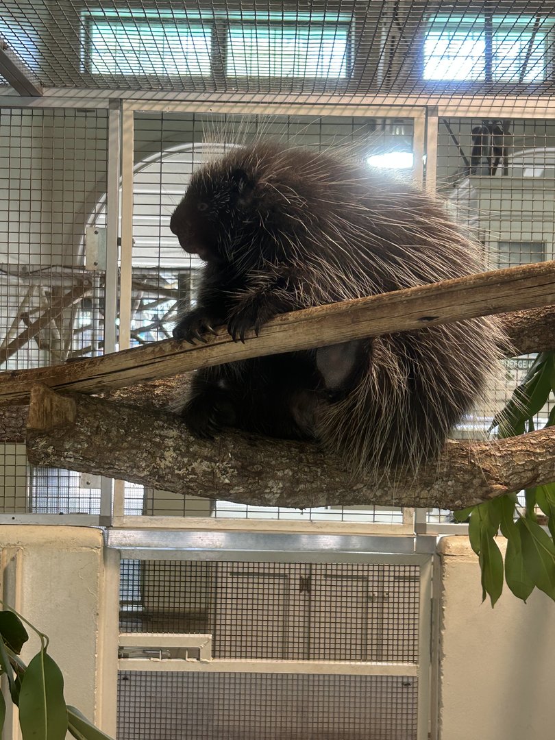 Jun. 2023- North American porcupine