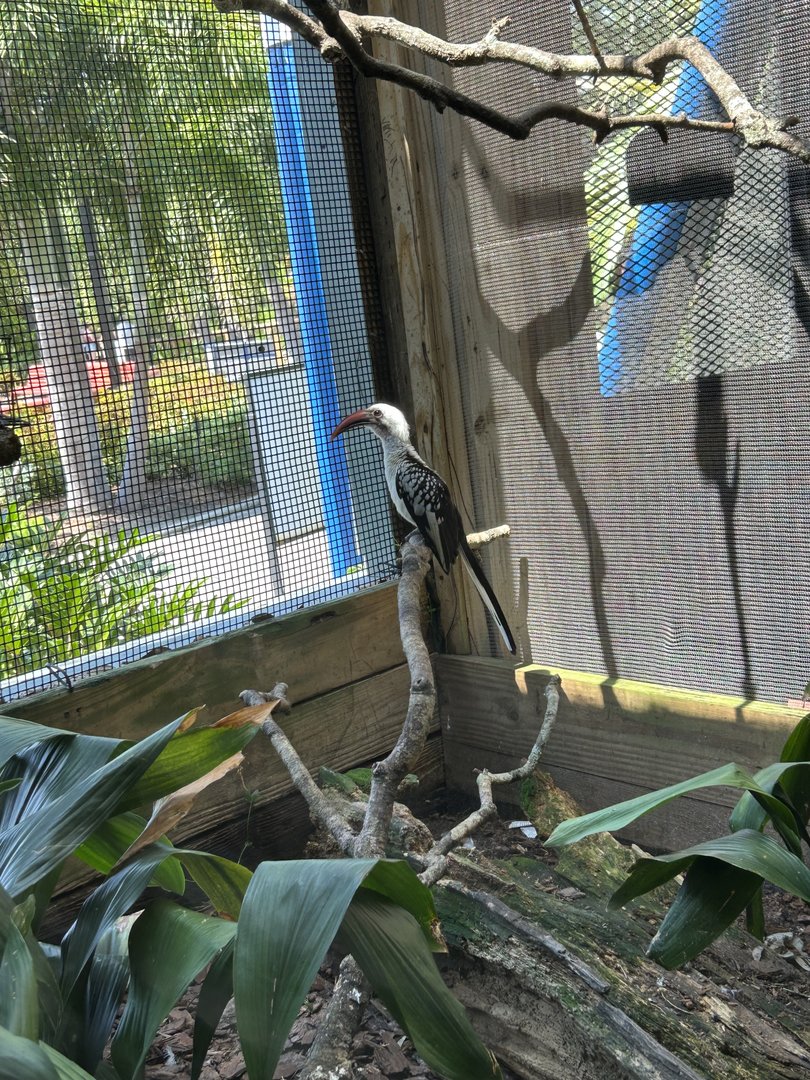 Jun. 2023- Northern red-billed hornbill