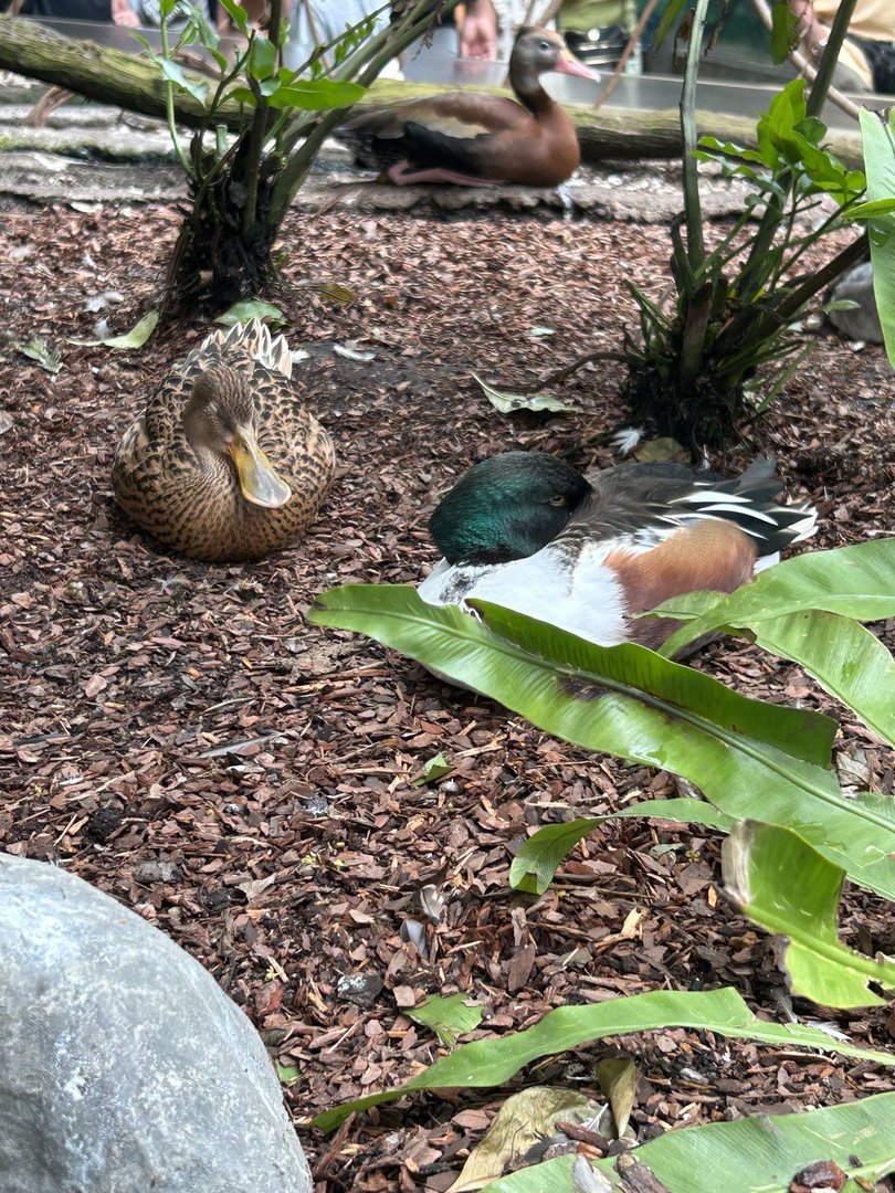 Jun. 2023- Northern shovelers