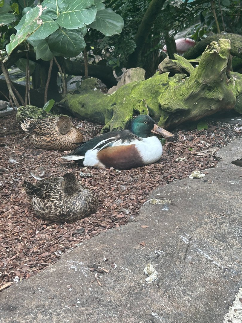 Jun. 2023- Northern shovelers