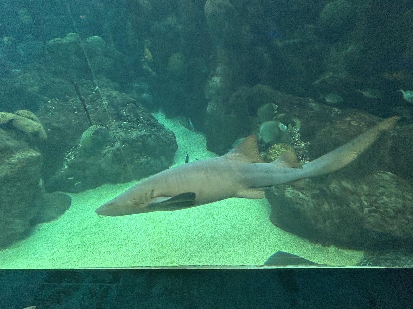 Jun. 2023- Nurse shark