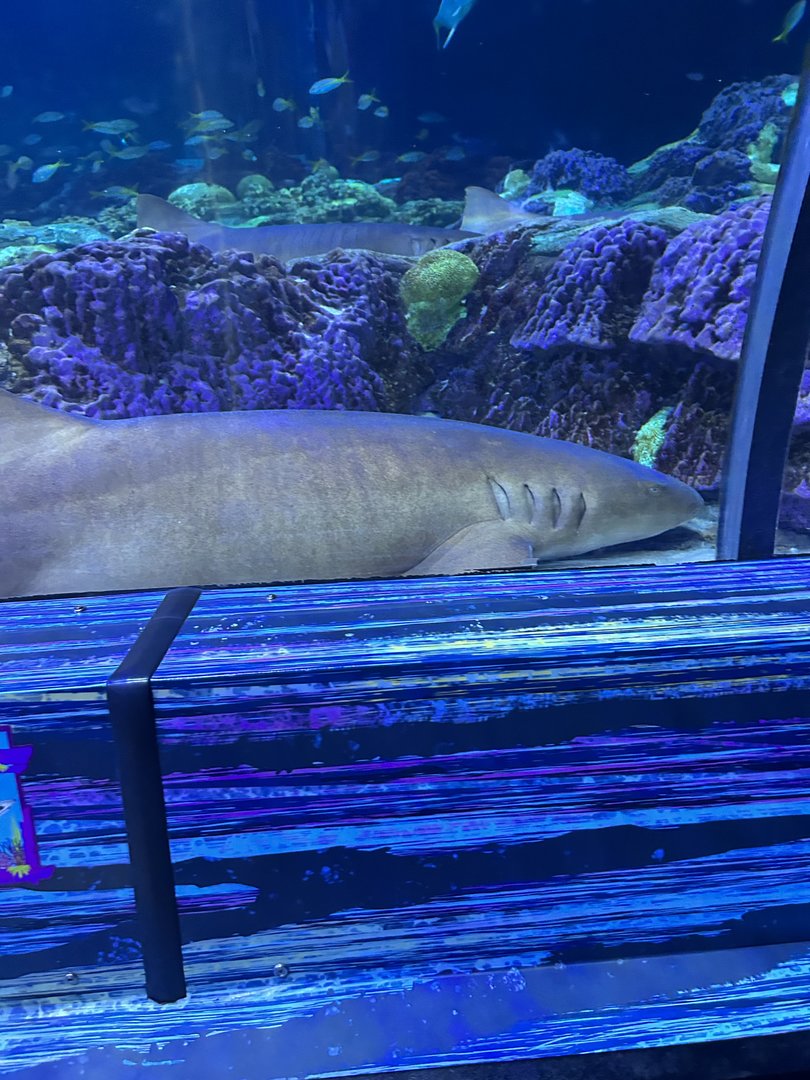 Jun. 2023- Nurse shark