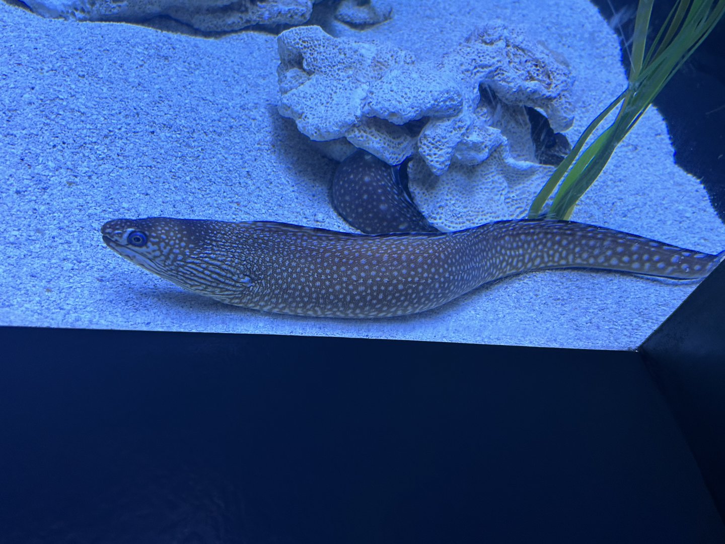 Jun. 2023- Ocellated moray