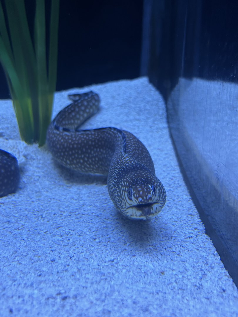 Jun. 2023- Ocellated moray
