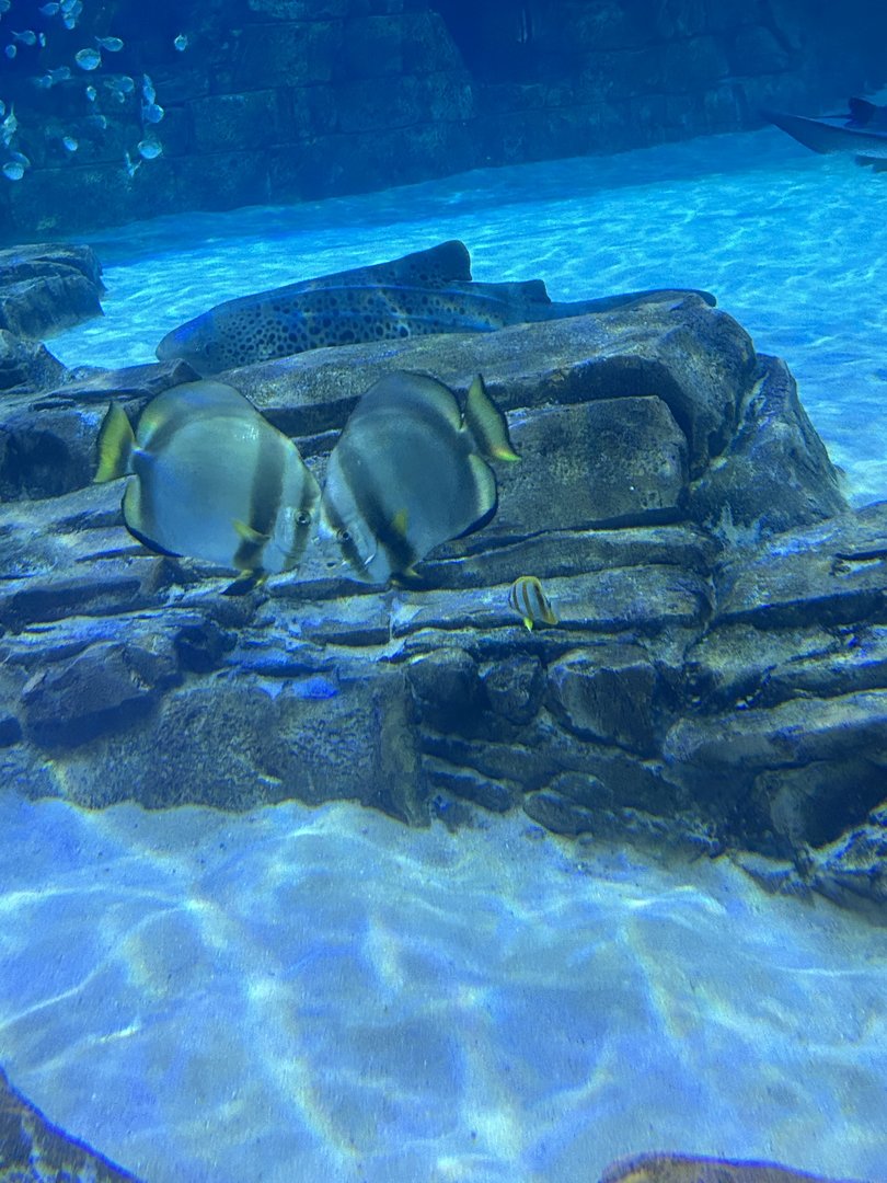 Jun. 2023- Orbicular batfish and Copperband butterflyfish