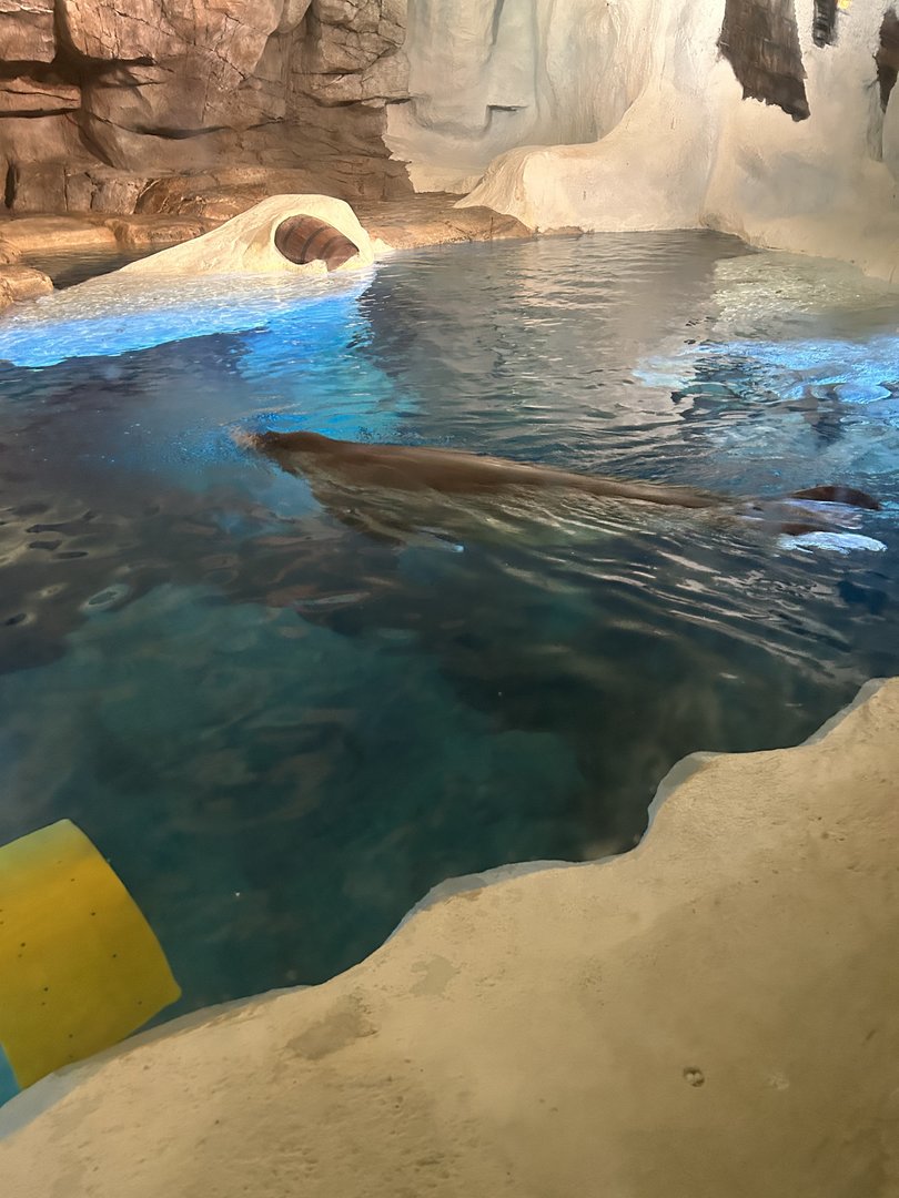 Jun. 2023- Pacific walrus