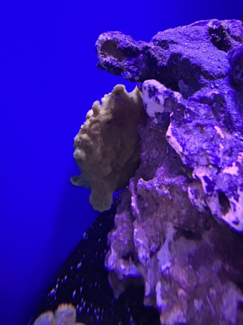 Jun. 2023- Painted frogfish