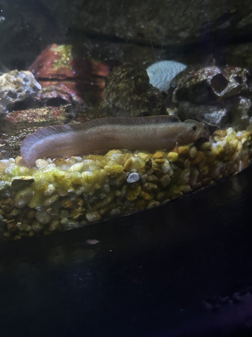 Jun. 2023- Penpoint gunnel