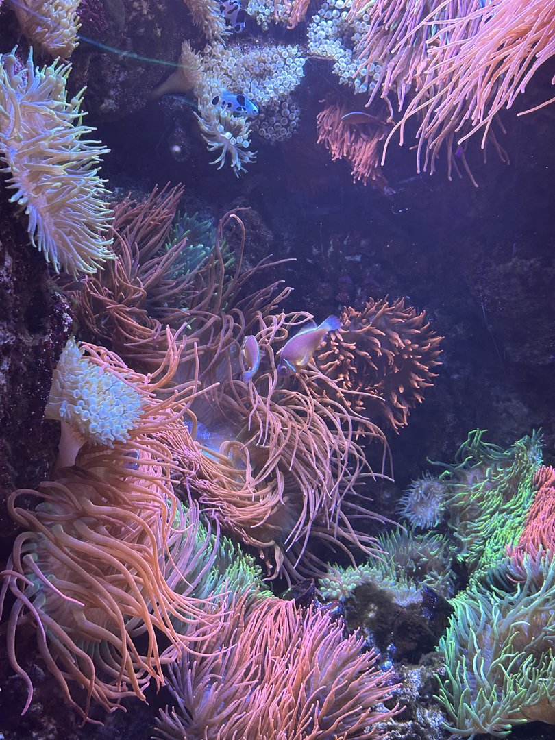 Jun. 2023- Pink skunk clownfish and anemones