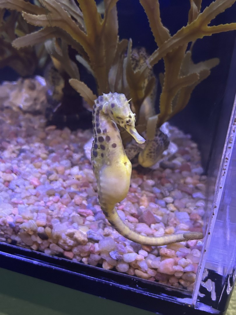Jun. 2023- Pot-bellied seahorse