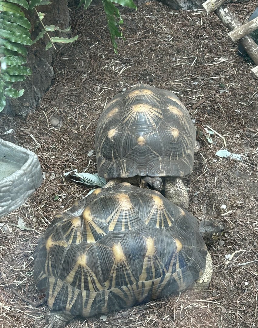 Jun. 2023- Radiated tortoises