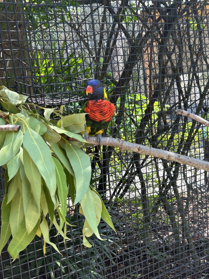 Jun. 2023- Rainbow lorikeet