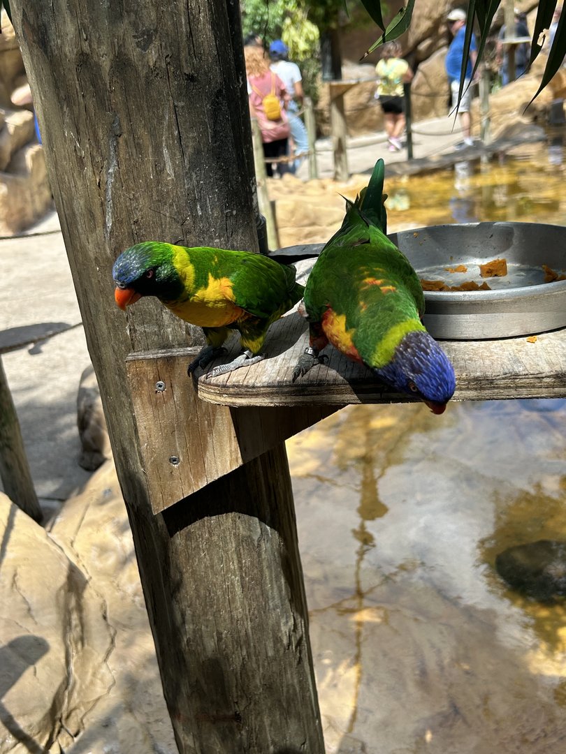 Jun. 2023- Rainbow lorikeets
