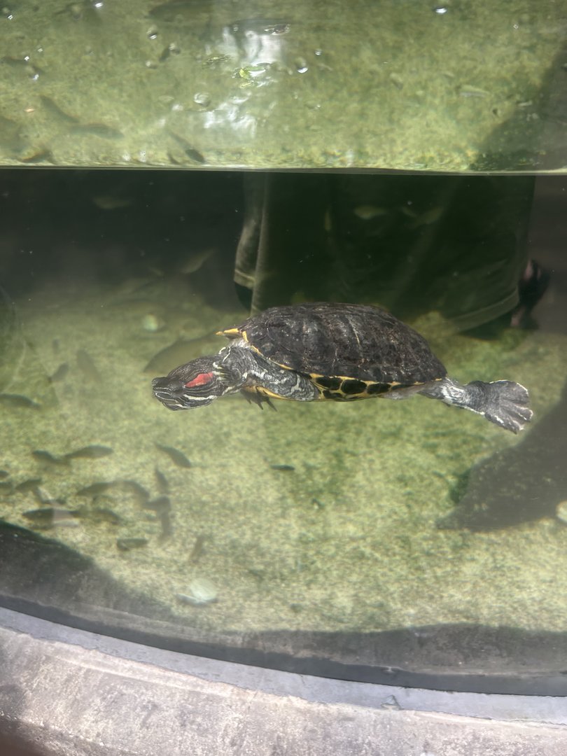 Jun. 2023- Red-eared slider