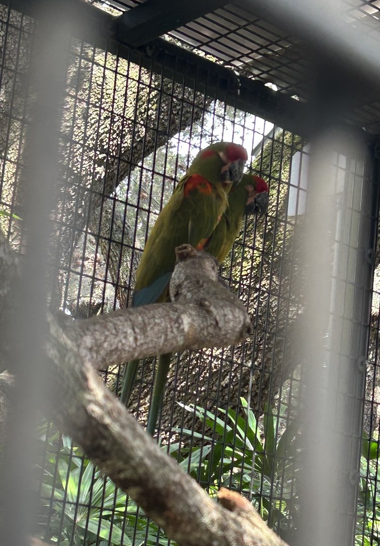 Jun. 2023- Red-fronted macaws