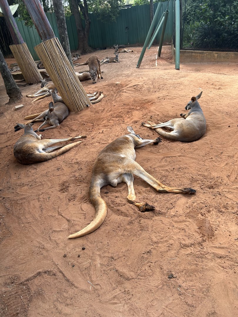 Jun. 2023- Red kangaroos
