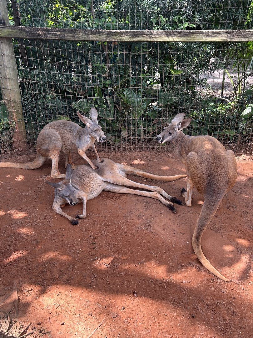 Jun. 2023- Red kangaroos