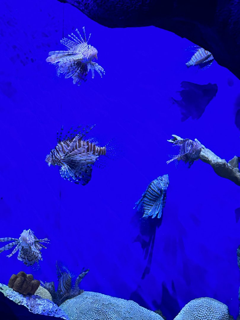 Jun. 2023- Red lionfish