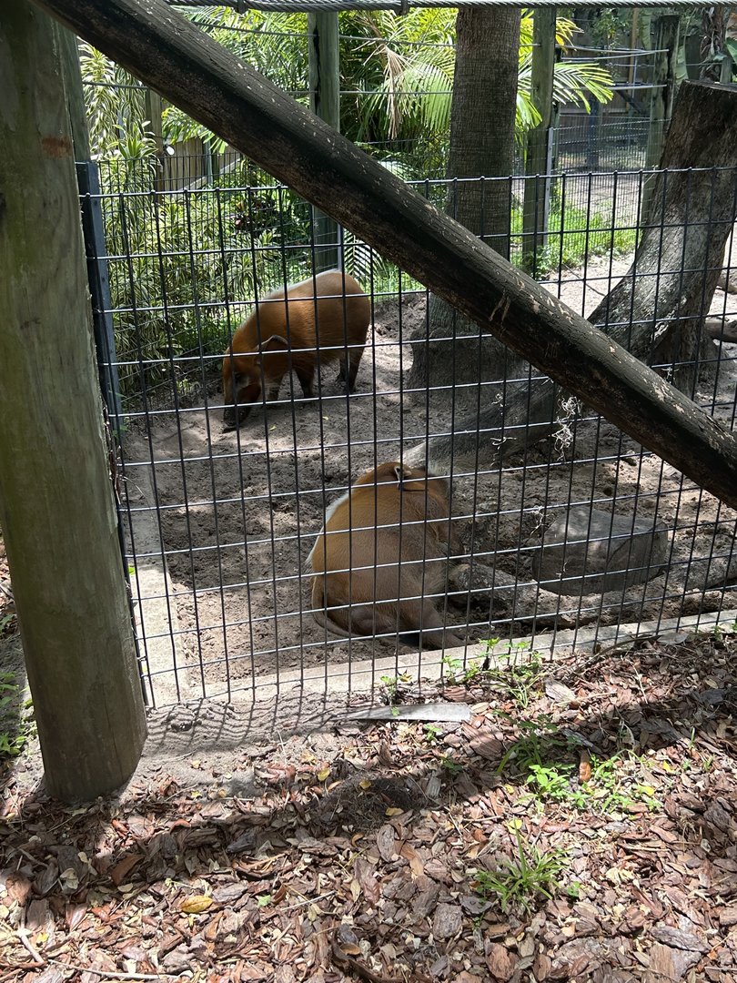 Jun. 2023- Red river hogs