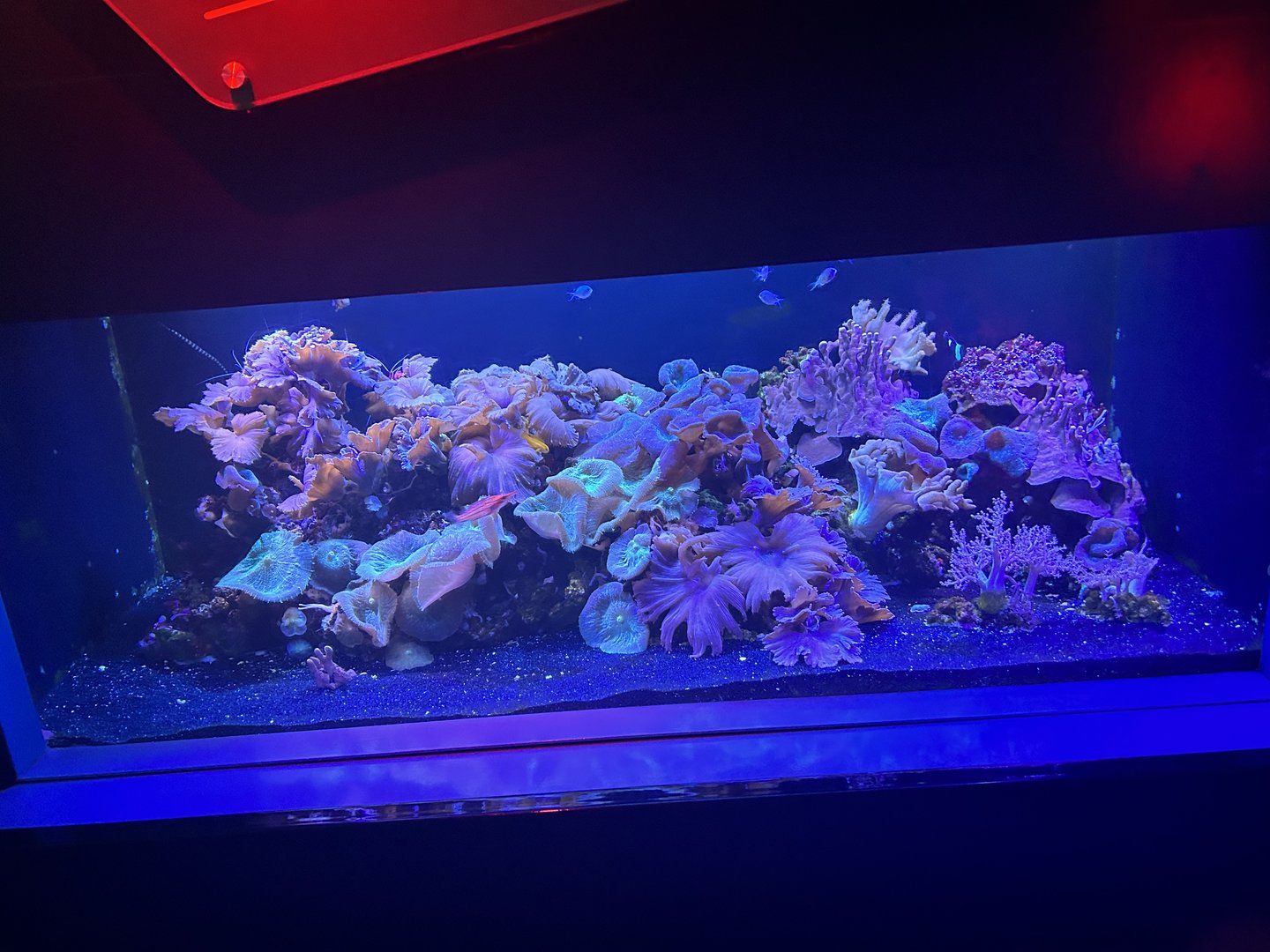 Jun. 2023- Reef tank